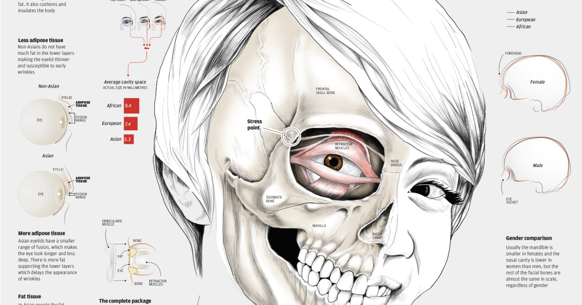 How The Asian Face Got Its Unique Characteristics South China Morning Post