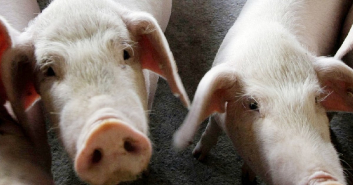 Pig Farmers Call For Tougher Measures As Fears Grow Hong Kong Is Not Prepared For Threat Of African Swine Fever South China Morning Post