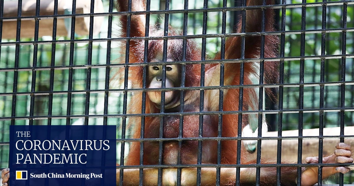 Small cages and nothing to do: Hong Kong Zoo animals 'trapped in the 19th  century' | South China Morning Post