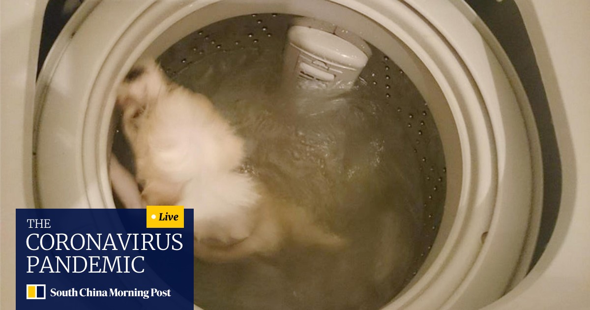 Outcry Over Dog In Washing Machine South China Morning Post