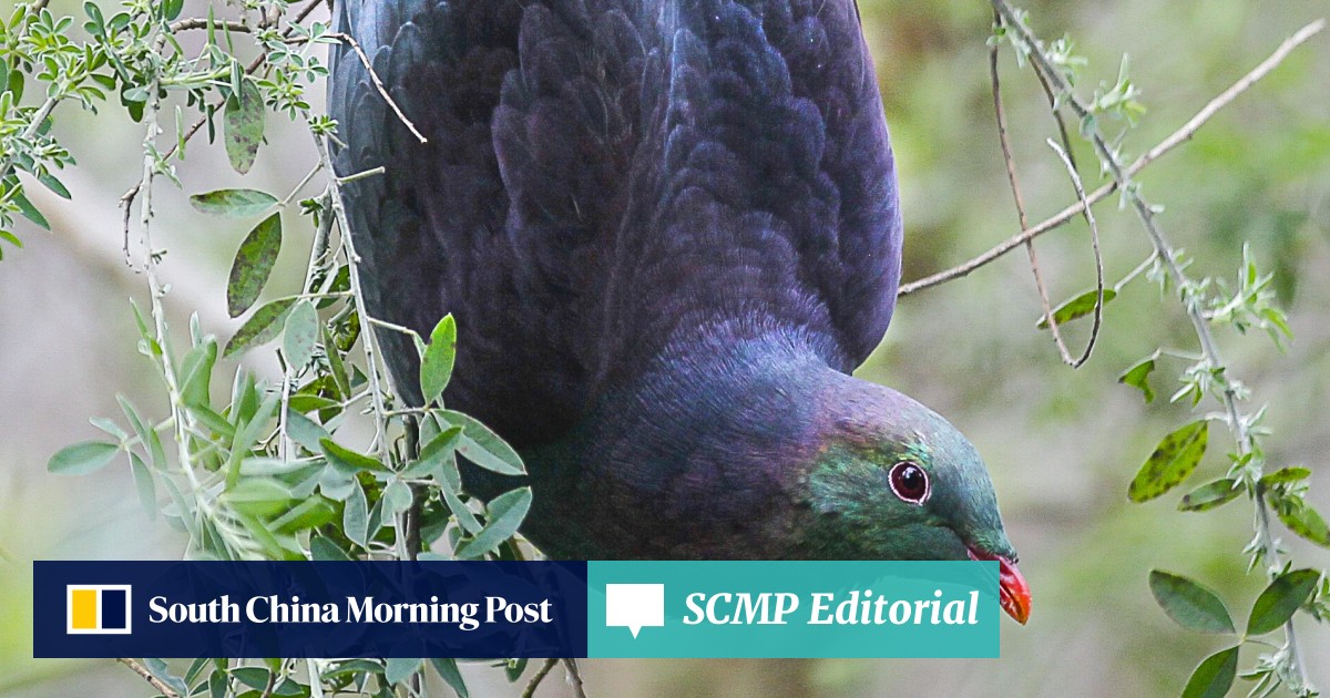 Here S To The Kereru New Zealand S Bird Of The Year Is A Drunk And Gluttonous Pigeon South China Morning Post