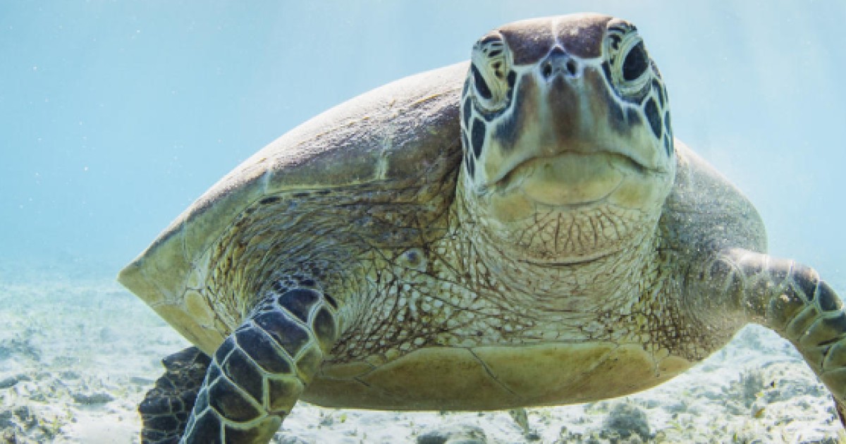 What You Should Know Before Getting A Turtle Tortoise Or