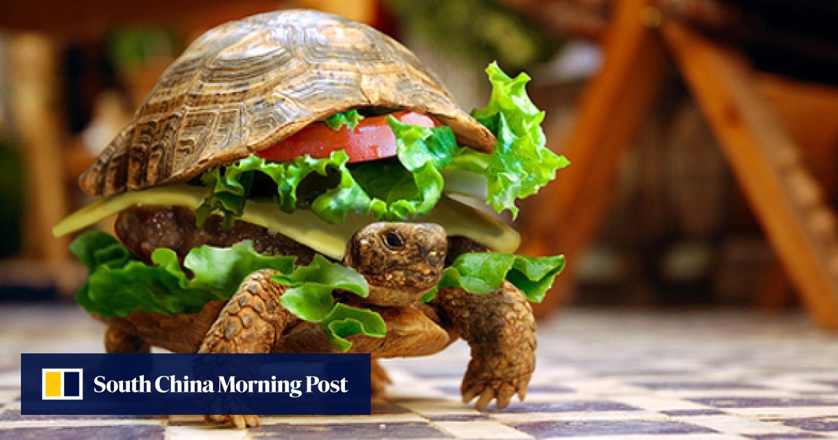 Man Tries To Smuggle Turtle Onto Plane By Hiding It In A Hamburger South China Morning Post