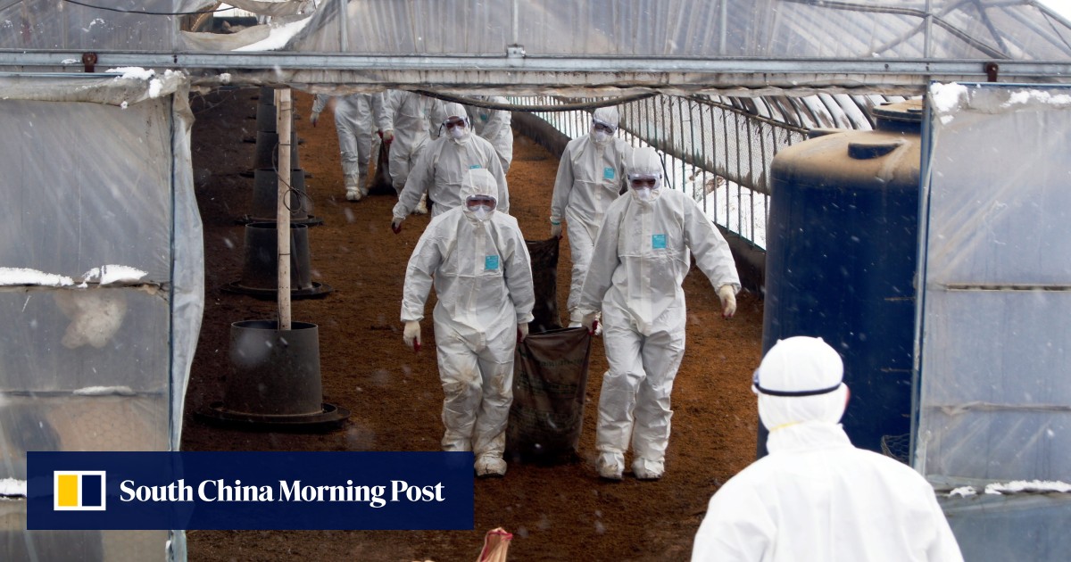 South Korea Culls 2pc Of Poultry To Curb Fears Of H5n8 Bird Flu Outbreak South China Morning Post
