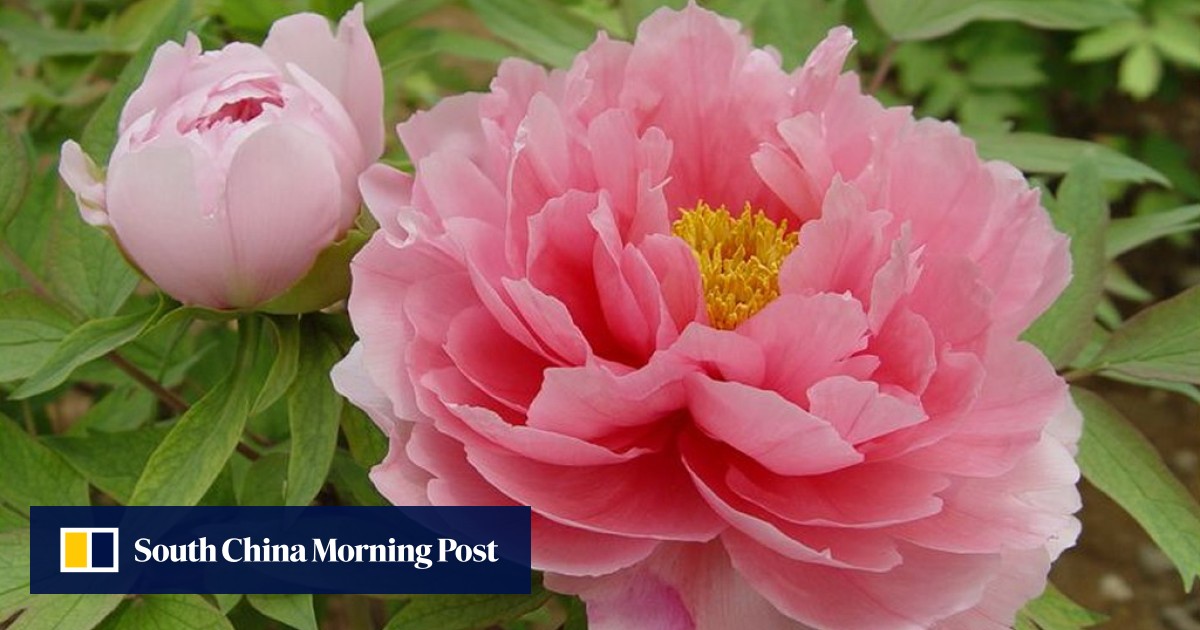 Genetic Forebears Of Tree Peony King Of Flowers Nearly Extinct