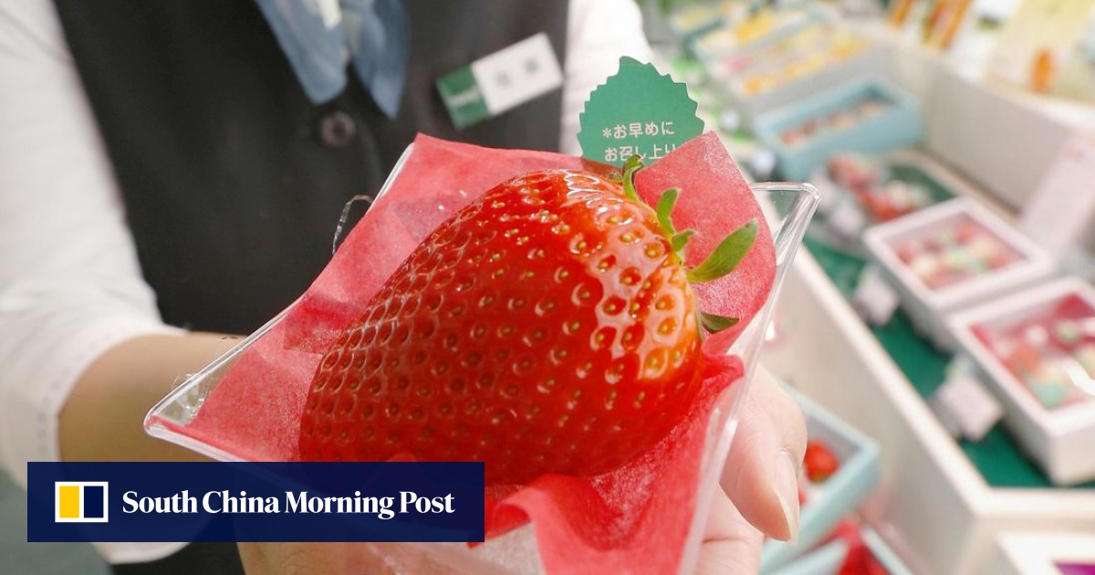 Would You Pay Hk 3 500 For One Strawberry In Japan They Do South China Morning Post Would You Pay Hk 3 500 For One Strawberry In Japan They Do South China Morning Post