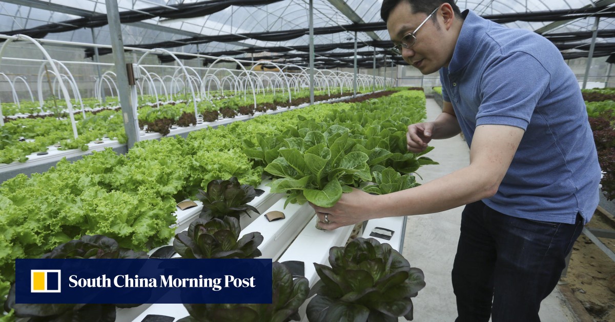 Hydroponics Is Hot In Hong Kong But How Green Is It South