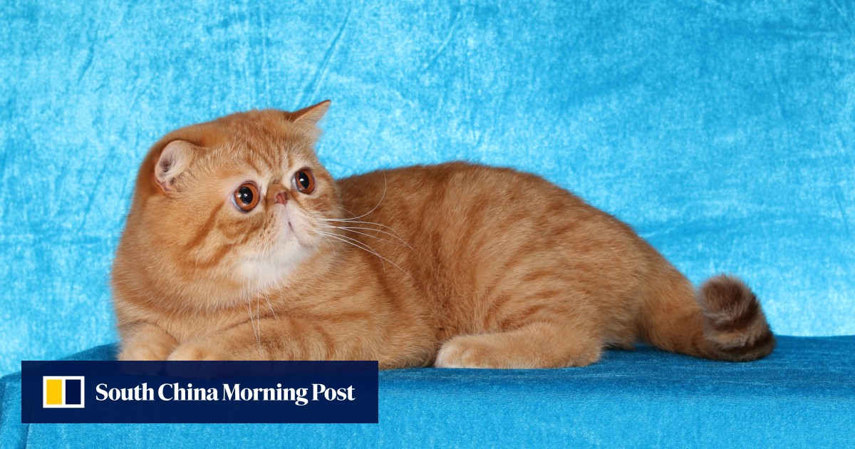 The Explosive Rise Of Pedigree Cat Breeding In Hong Kong South