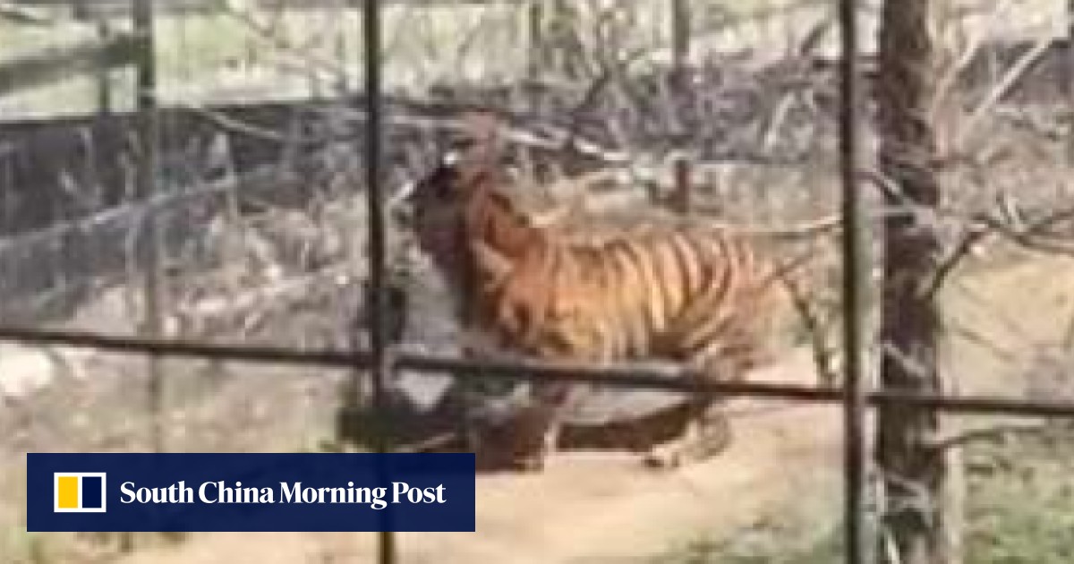 WATCH: Crazy hat lady jumps into Toronto Zoo tiger enclosure to retrieve  her cap, alarming video shows | South China Morning Post