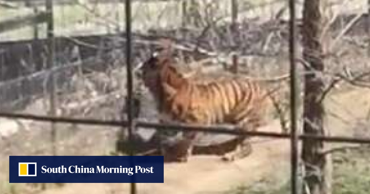 WATCH: Crazy hat lady jumps into Toronto Zoo tiger enclosure to retrieve her cap, alarming video shows | South China Morning Post WATCH: Crazy hat lady jumps into Toronto Zoo tiger enclosure to retrieve her cap, alarming video shows | South China Morning Post