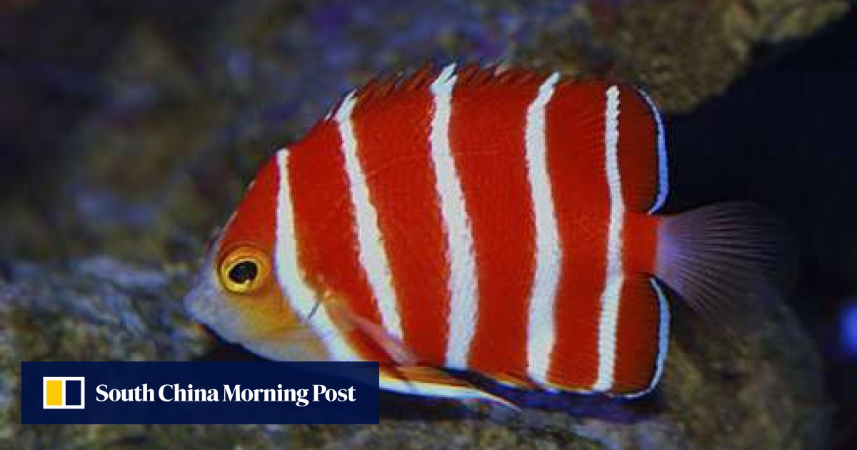 most expensive marine aquarium fish