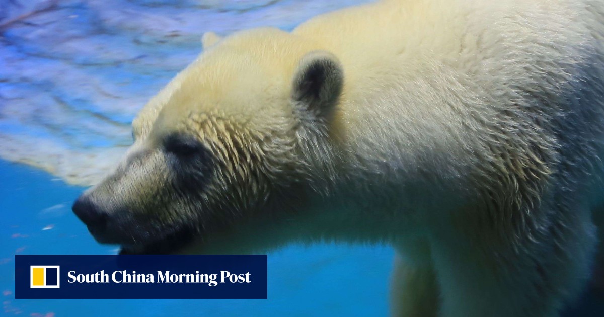 World's saddest polar bear' must be removed from display at Chinese  shopping mall, say campaigners | South China Morning Post