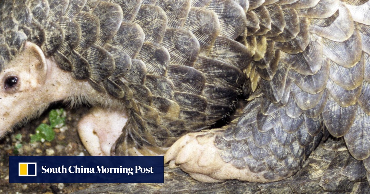 Ten of Hong Kong's most endangered species, from animals hunted for TCM to  the gigantic Plantasaurus | South China Morning Post