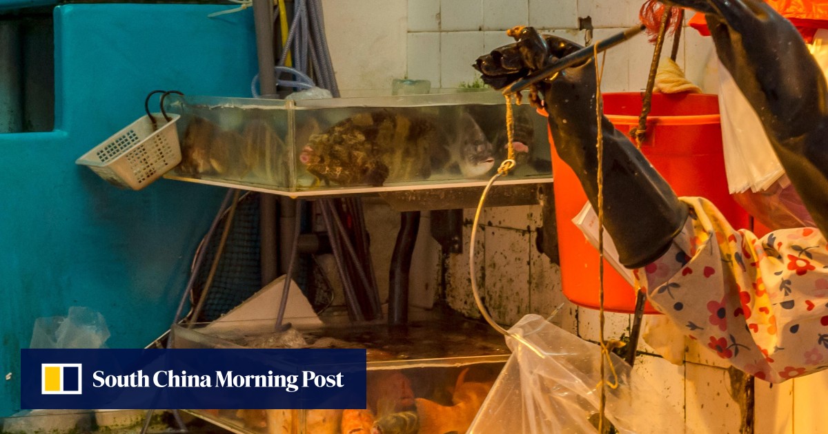 How Catty And Tael Entered The English Language Along With Picul Mace And Candareen Asian Weight Measurements South China Morning Post