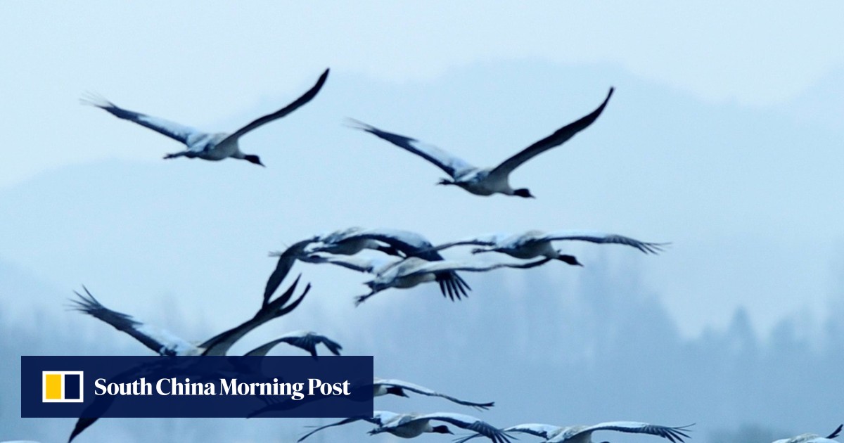Why China Is A Death Trap For Migratory Birds South China - 