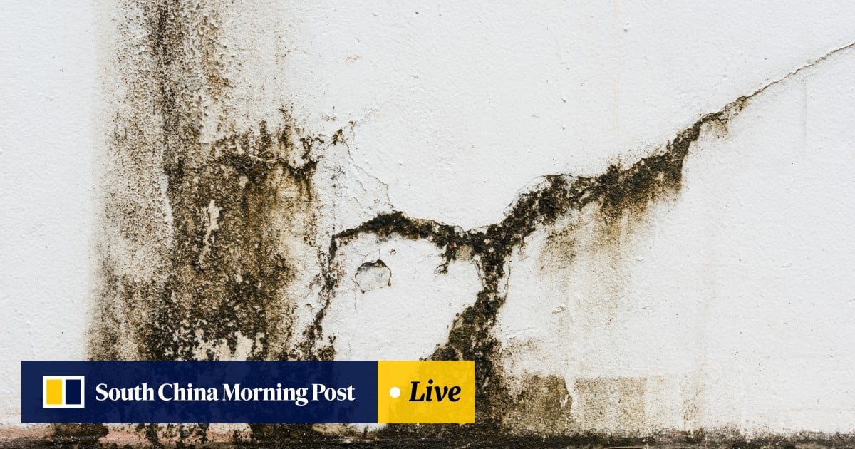 Mould Busters Battle Hong Kong S Humidity With Our Experts Tips Mould Busters Battle Hong Kong S Humidity With Our Experts Tips South China Morning Post