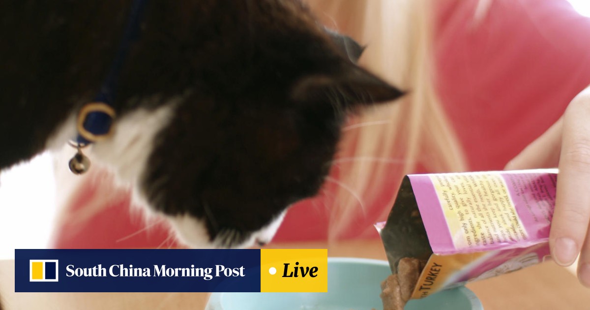 What To Do With Your Furry Friends When You Re Away From Hong Kong