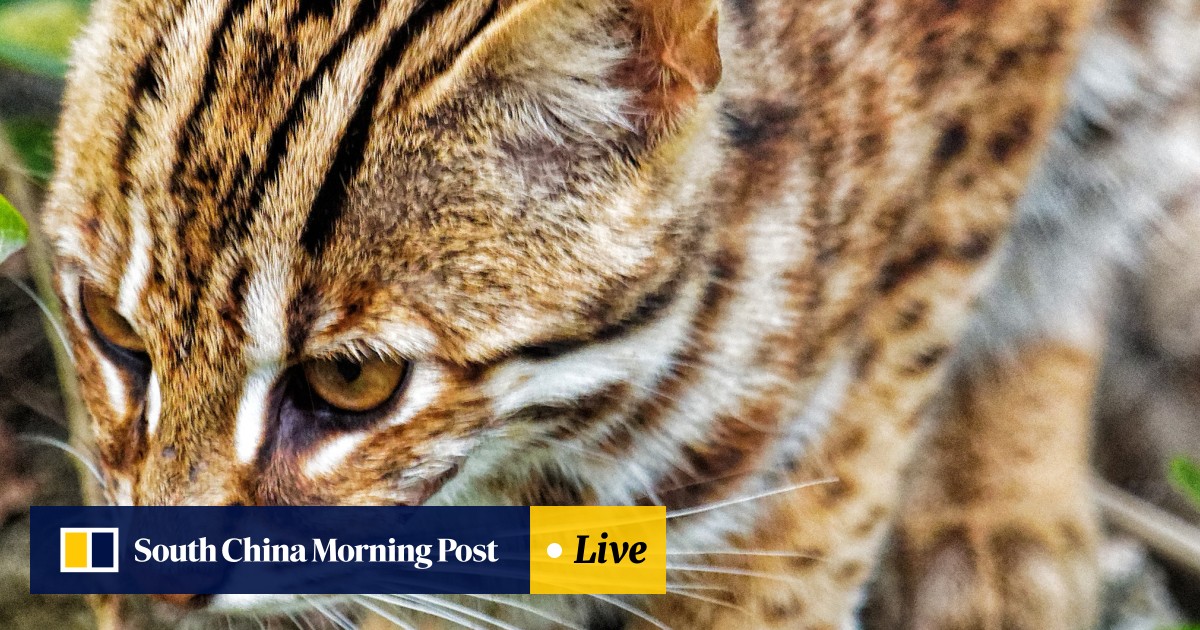 Wild boar, civet cats, barking deer: Hong Kong wild animals and where to  find them | South China Morning Post