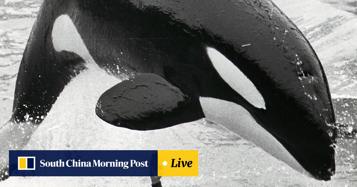 When Killer Whale Suzy Wong Was A Star Attraction At Hong Kong S Ocean Park South China Morning Post