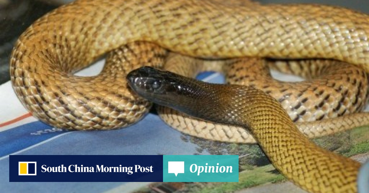 deadly taipan snake kills man in
