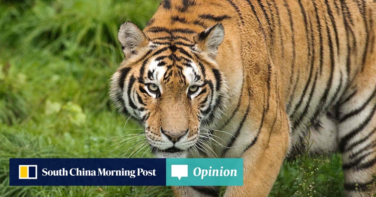 From Poacher To Ranger Saving China S Siberian Tigers South China Morning Post