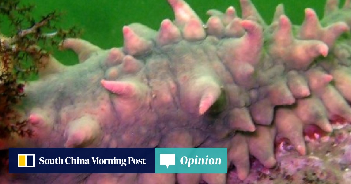 Chinese Sea Cucumber Farmers Count Cost Of Deadly Heatwave But For Some It S A Boon South China Morning Post