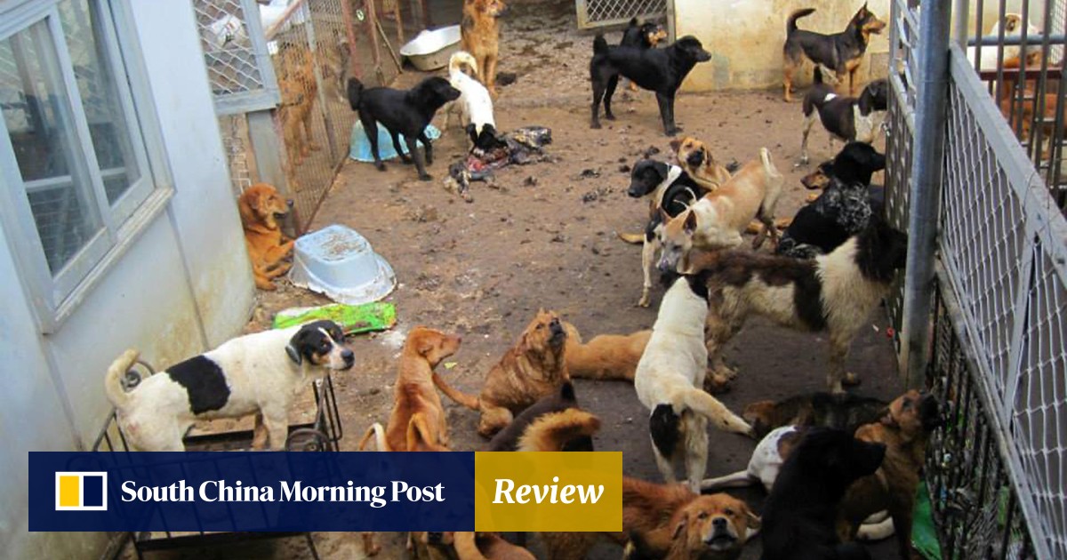 Spca Website Reveals Horror Inside Yuen Long Dogs Home South China Morning Post