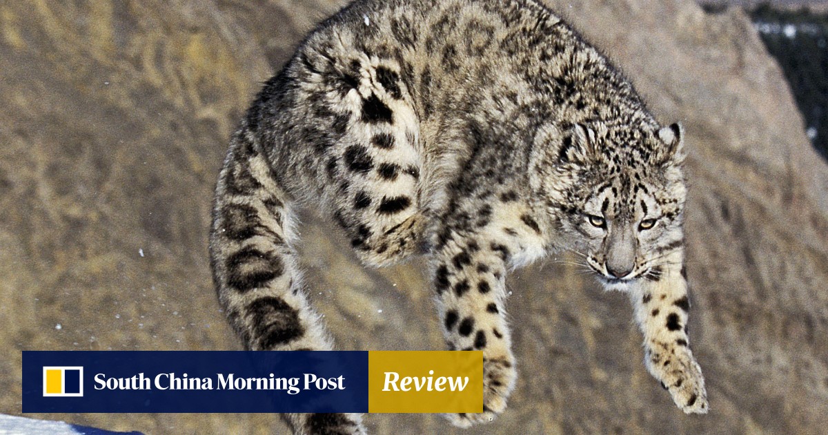 Snow Leopard Census Now It Is Off Endangered Species List 12