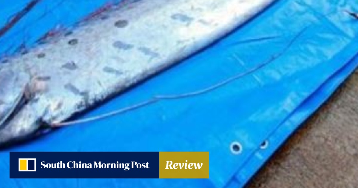 Japan Earthquake Tsunami Fears Heighten After Oarfish Sightings But Scientists Say It S Not A Bad Omen South China Morning Post