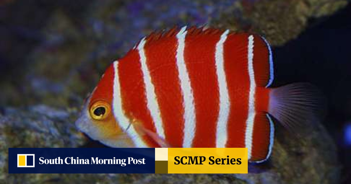 5 Of The Most Expensive Marine Aquarium Fish Money Can Buy In Hong Kong South China Morning Post