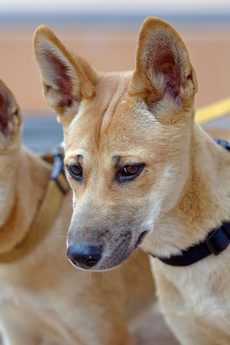 Dingoes put down after mauling French tourists on Australia's ...
