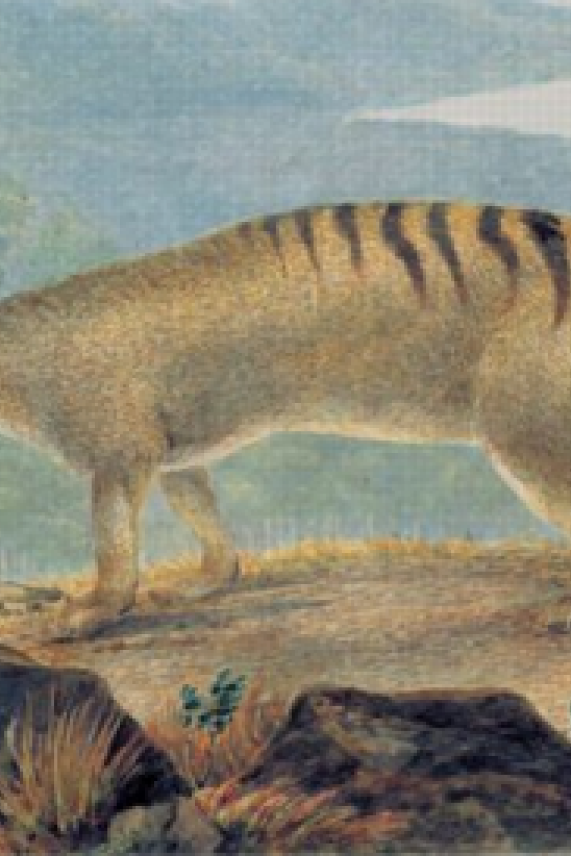 Scans reveal brain secrets of the long lost Tasmanian tiger