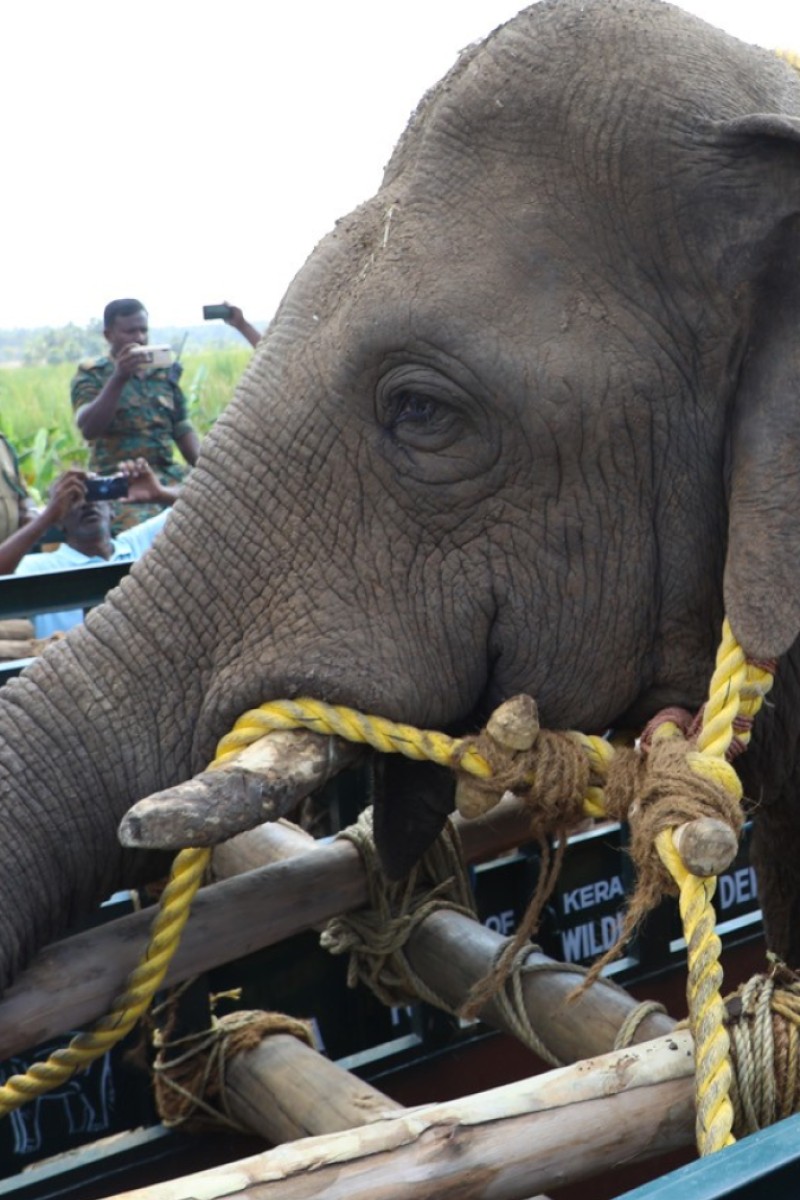 Man Arrested In India After Pregnant Elephant S Shock Death By