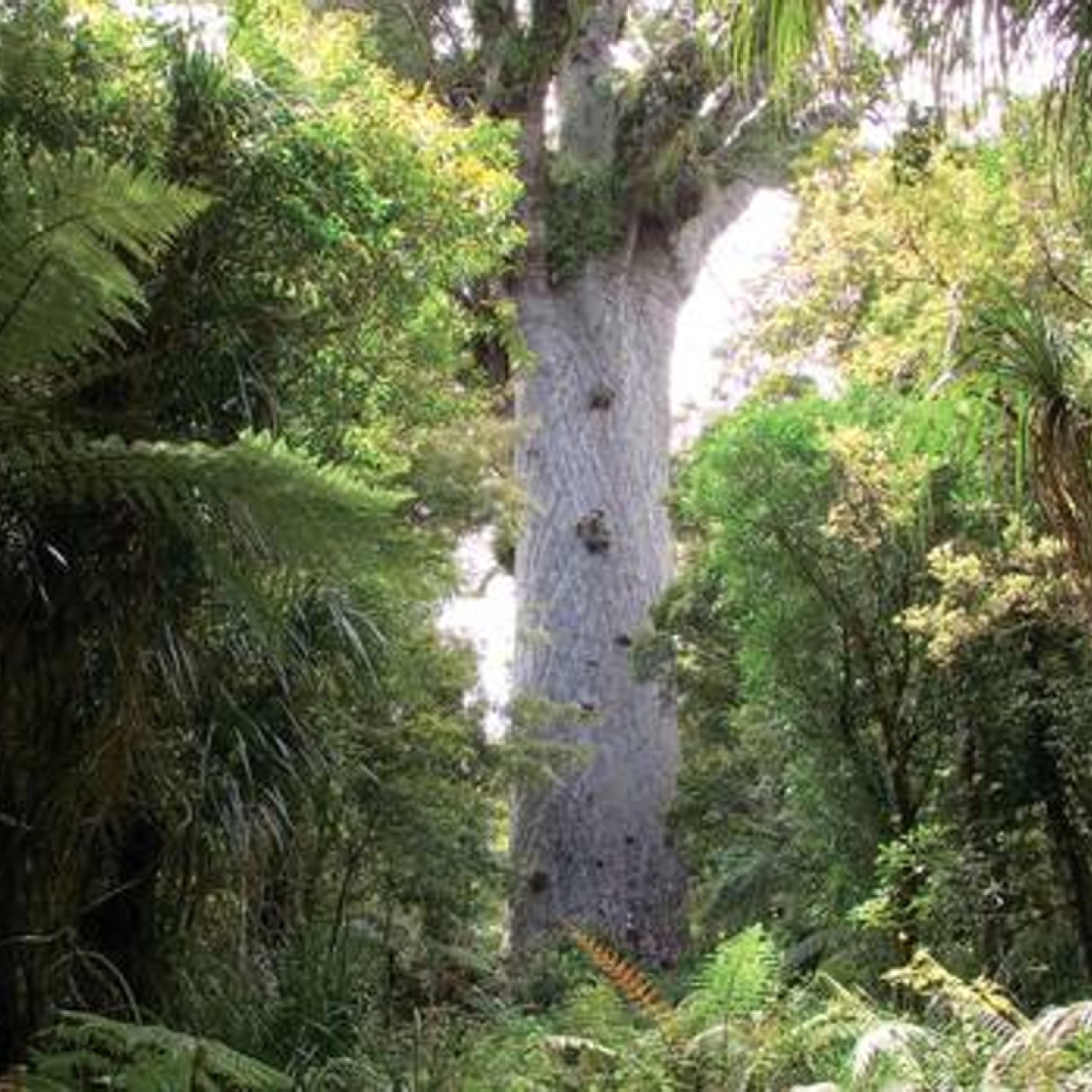 After 20 Million Years New Zealand S Kauri Trees Are