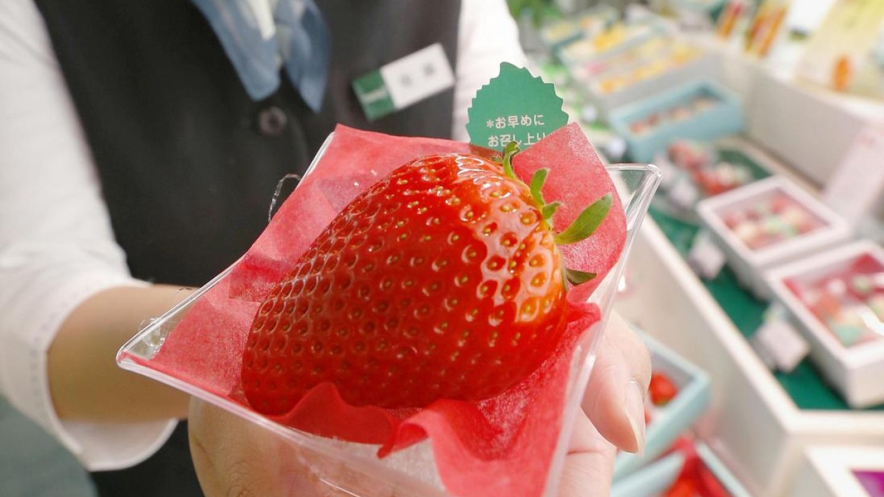 Would You Pay Hk 3 500 For One Strawberry In Japan They Do South China Morning Post Would You Pay Hk 3 500 For One Strawberry In Japan They Do South China Morning Post