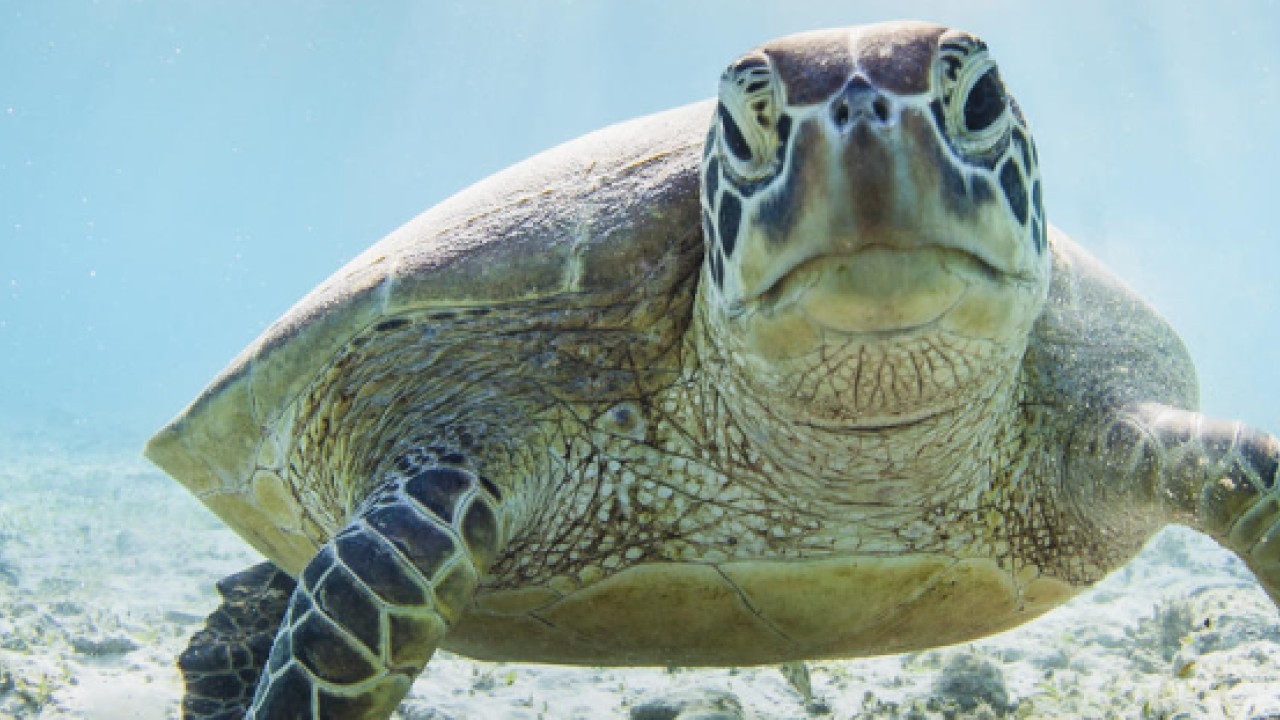 What You Should Know Before Getting A Turtle Tortoise Or Terrapin South China Morning Post What You Should Know Before Getting A Turtle Tortoise Or Terrapin South China Morning Post