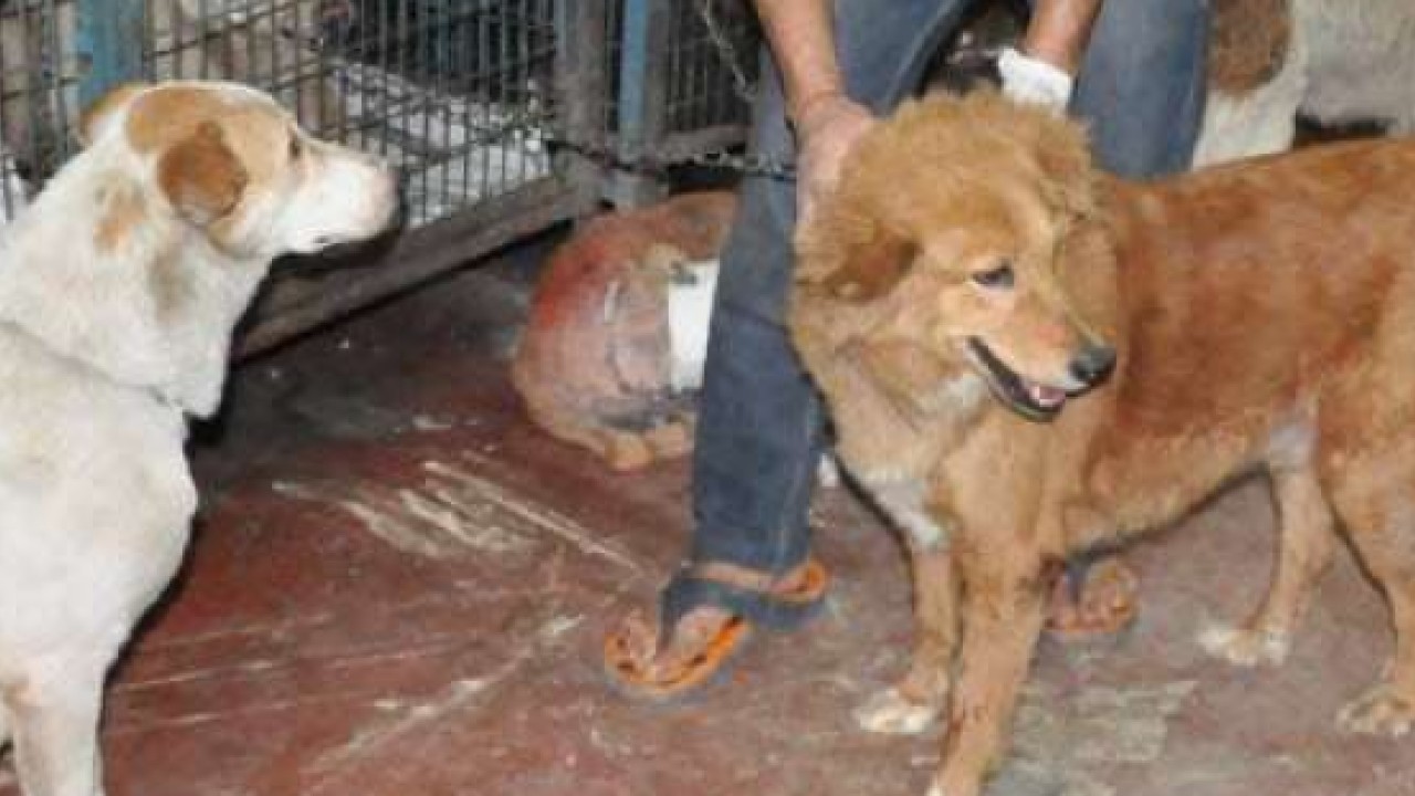 F7o0xwm0dcxffm Educators, students, businesses and caring citizens are in spotlight to celebrate and help build awareness for the precious animals who need help. https www scmp com news asia south asia article 1976563 cruelty against stray animals rise india amid lack effective