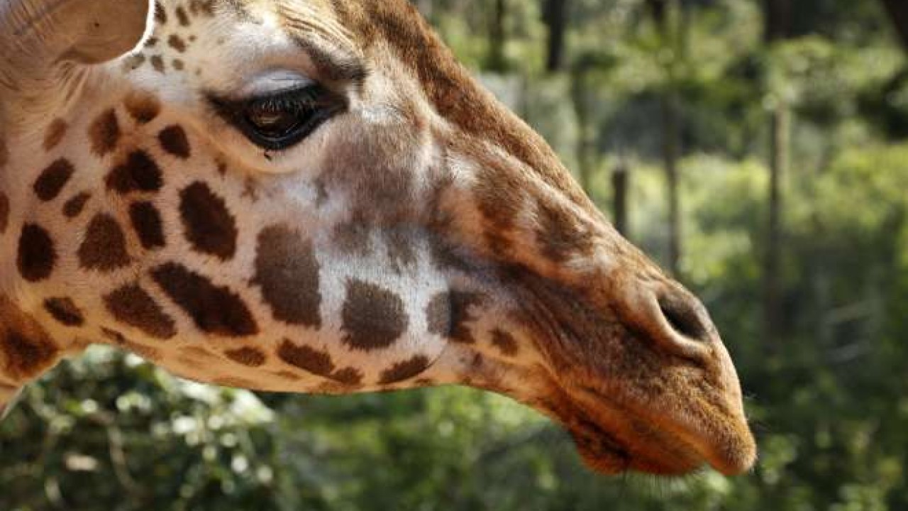 Giraffes Added To Extinction Watch List As Conservationists Warn Against Dangerous Complacency South China Morning Post