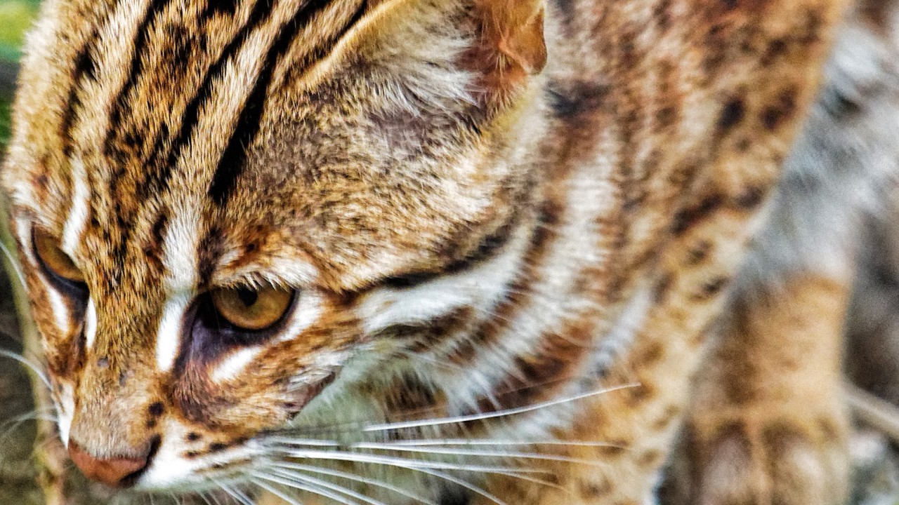 wild boar civet cats barking deer hong kong wild animals and where to find them south china morning post