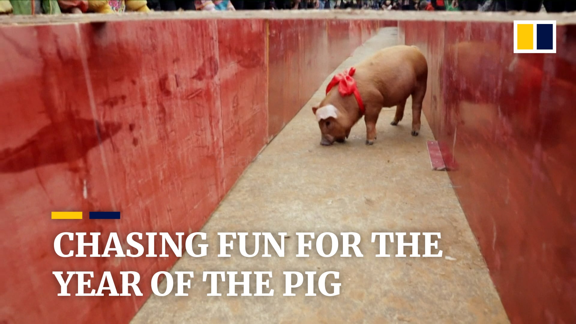 African Swine Fever Found In Chinese Frozen Pork Dumplings But